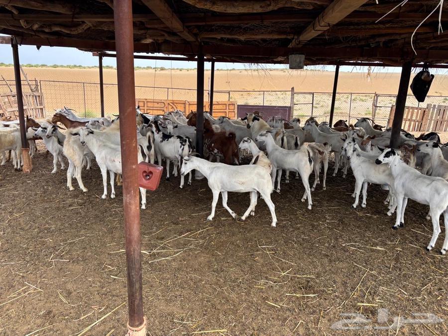 غنم للبيع القوز - الجرد64504283137411110