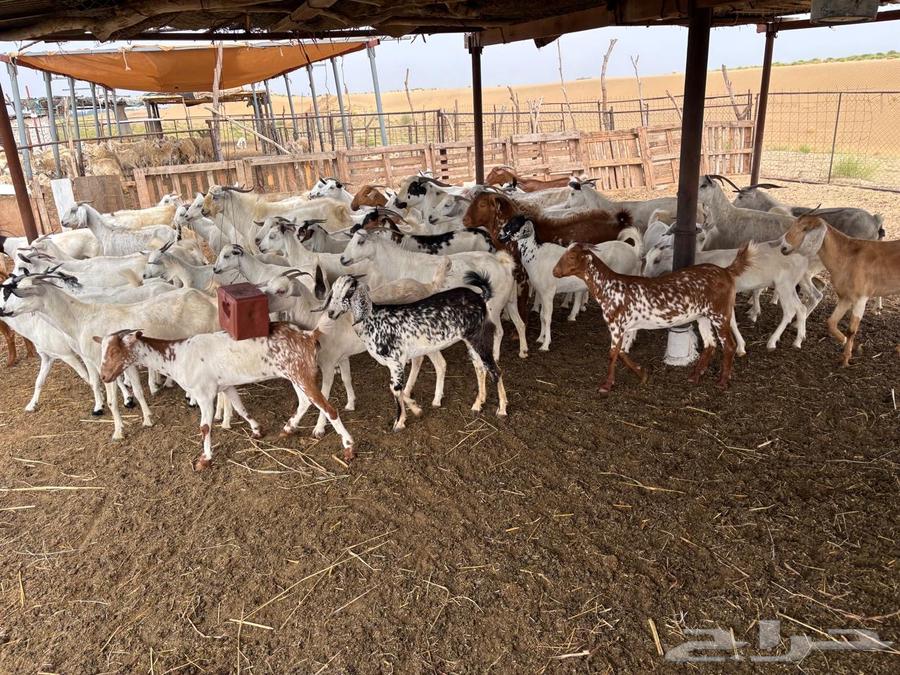 غنم للبيع القوز - الجرد64504283137411111