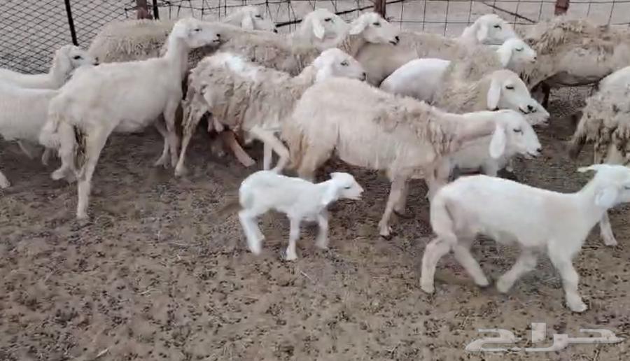 High-quality sheep from Marah One64505875410434111