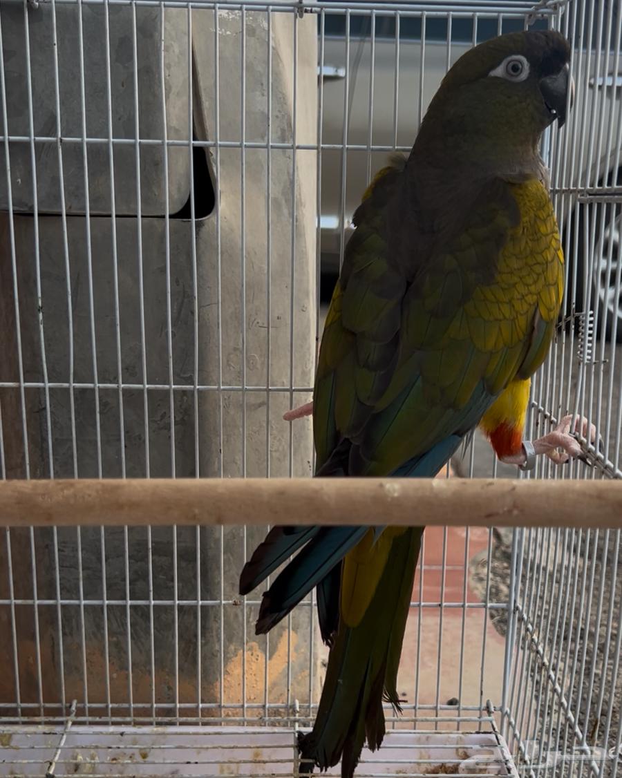 أنثى كنيور باتقونيا64504942969985110