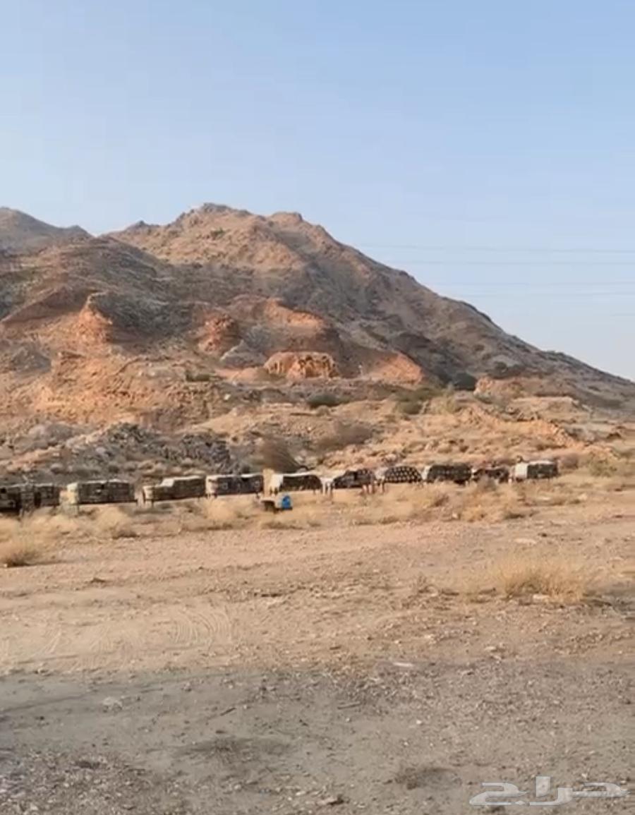 عسل جبلي صافي جديد من منحلي شخصيا64510479066371114