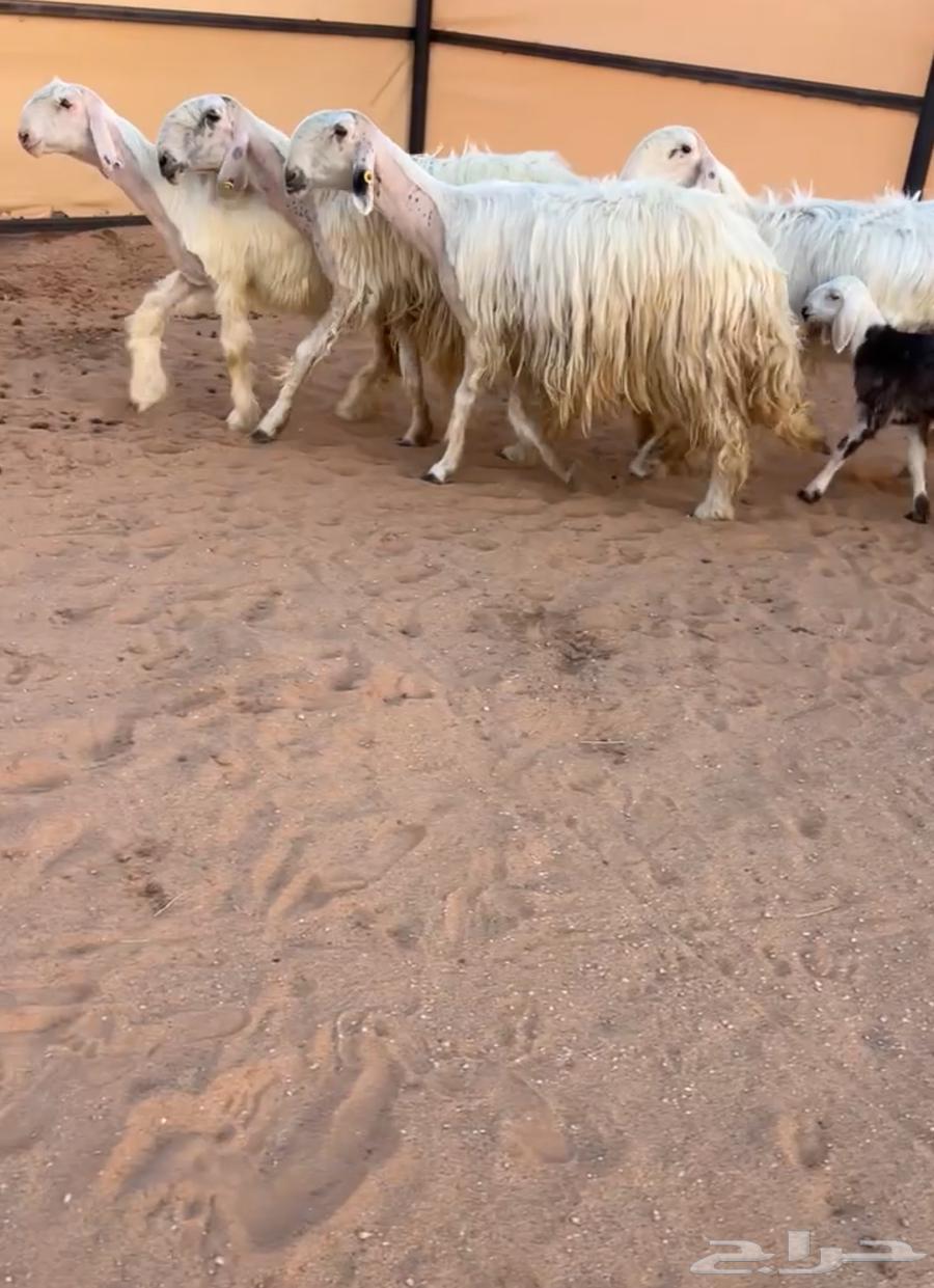 Sheep Isa'at category64508635628163110