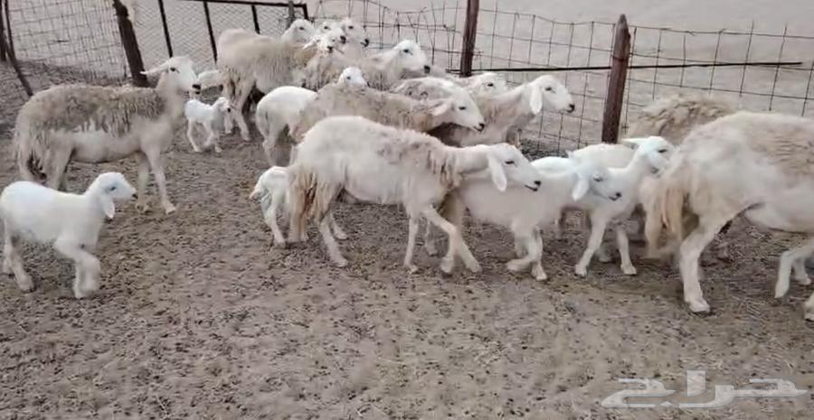 High-quality sheep from Marah One64505875410434114