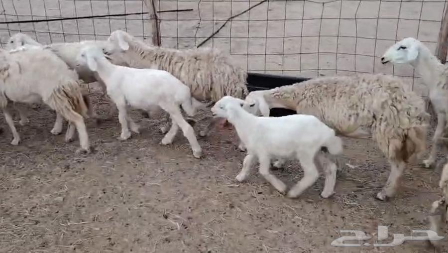 High-quality sheep from Marah One64505875410434110