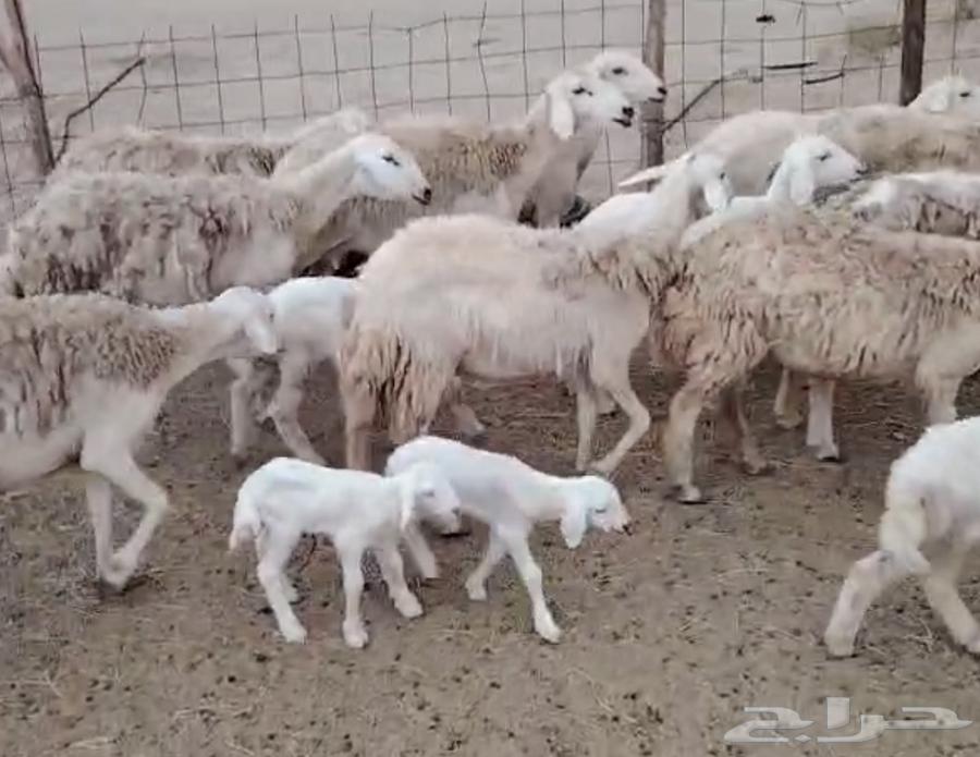 High-quality sheep from Marah One64505875410434112