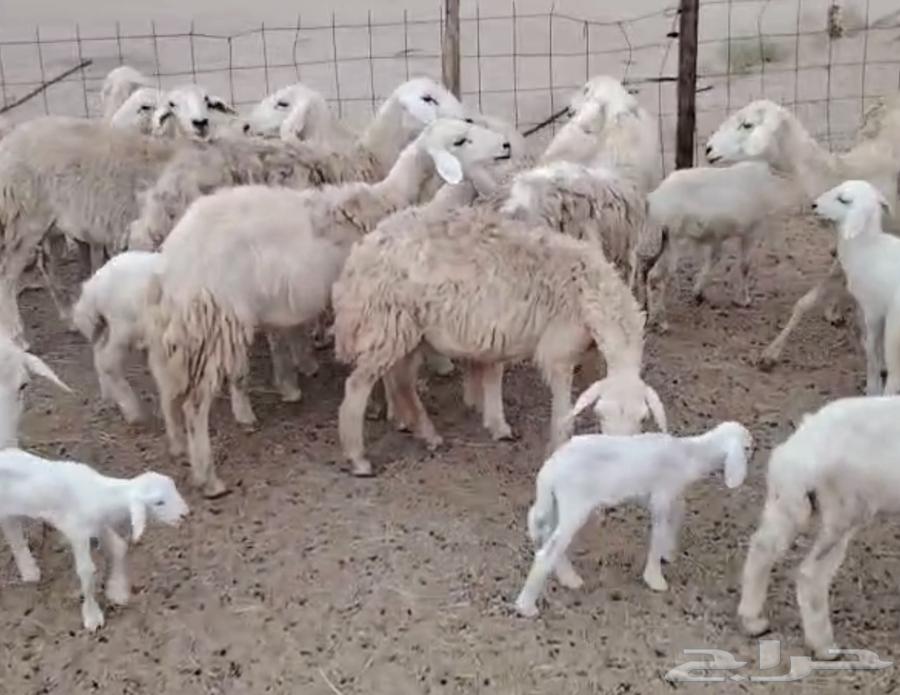 High-quality sheep from Marah One64505875410434113