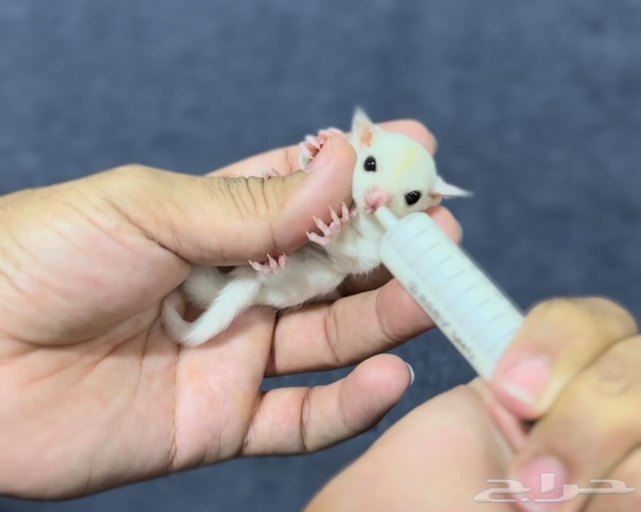 فرخ السنجاب الطائر .. رضيع64502899878274111