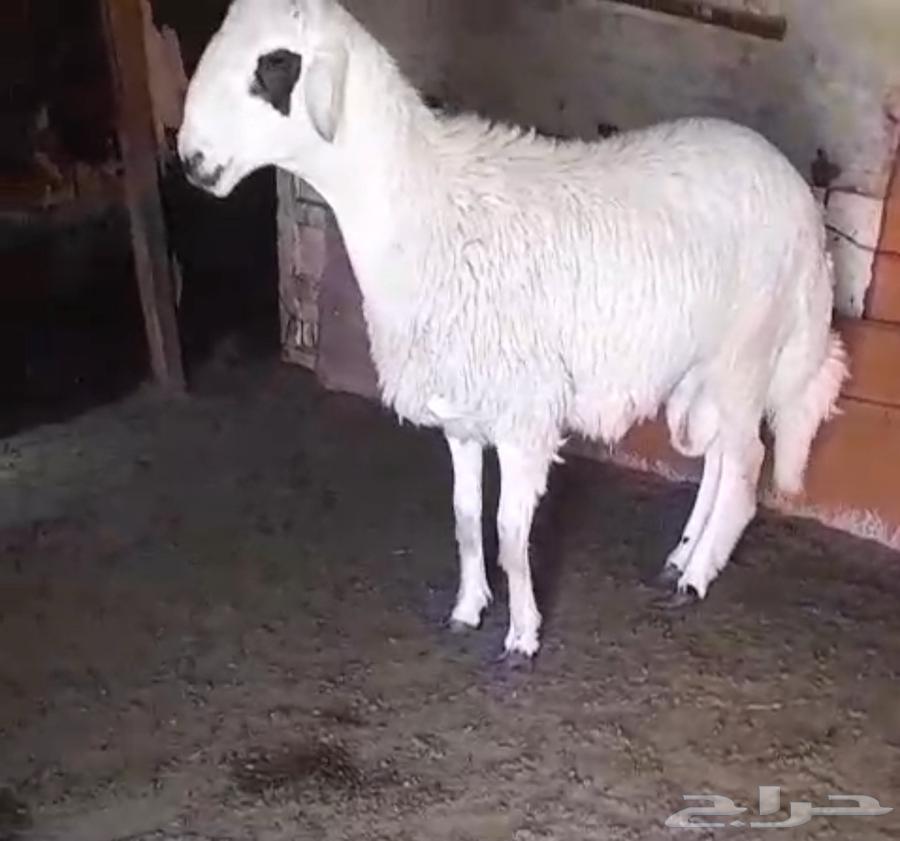 خروف كفو جذع للبيع64506174678403110