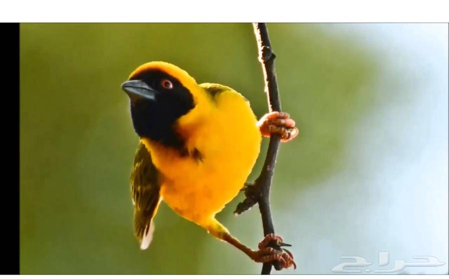 Golden Weaver (Zebra) Tailor64508943657602111