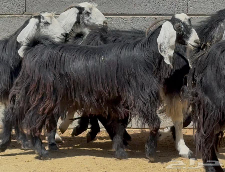 معزا ربد طيبه واشباب العدد 764506563128323114