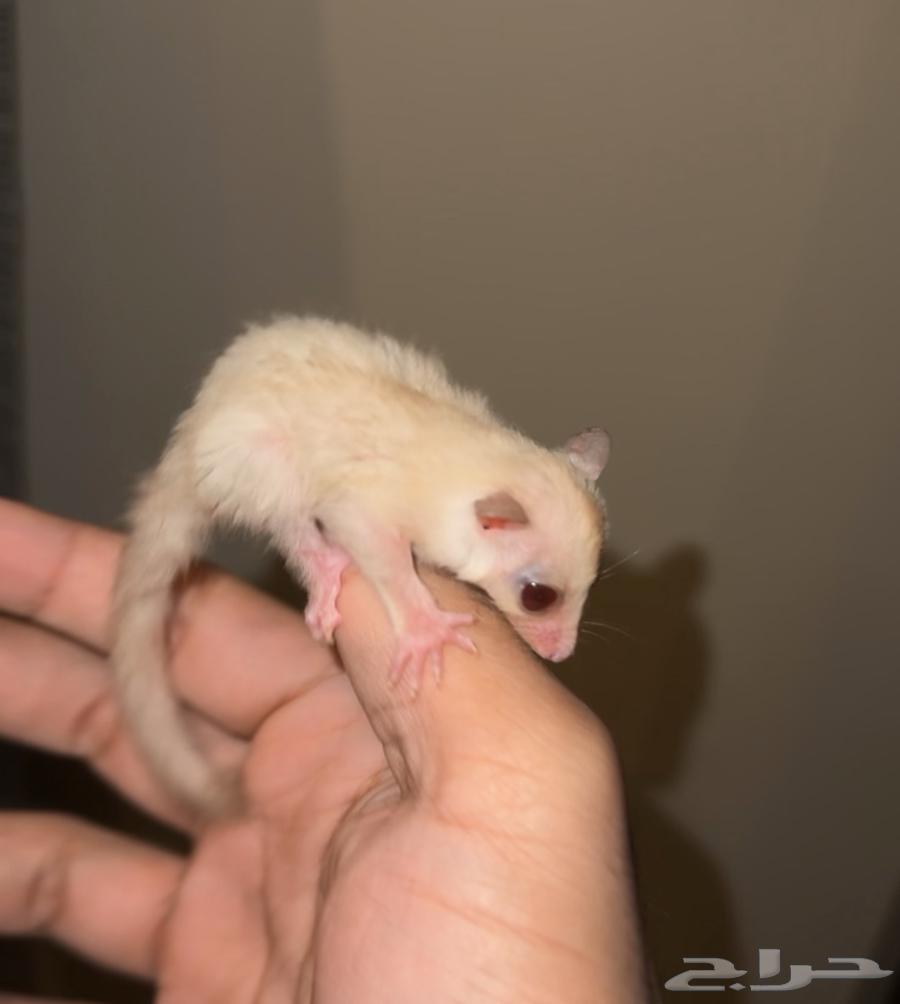 شوقر قلايدر فرخ كرمينو64502913821699110