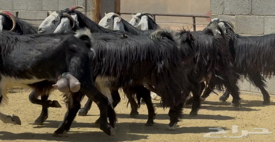 معزا ربد طيبه واشباب العدد 764506563128323112