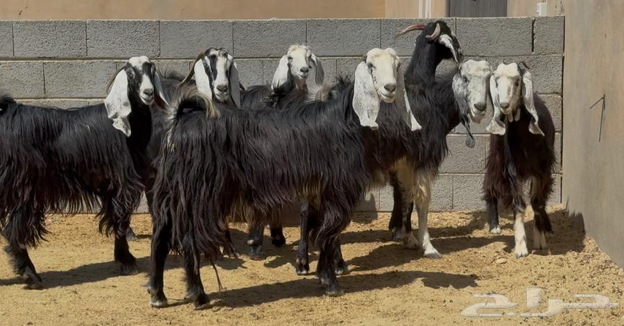 معزا ربد طيبه واشباب العدد 764506563128323111