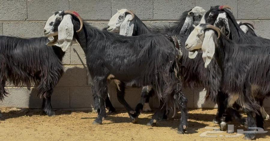 معزا ربد طيبه واشباب العدد 764506563128323113