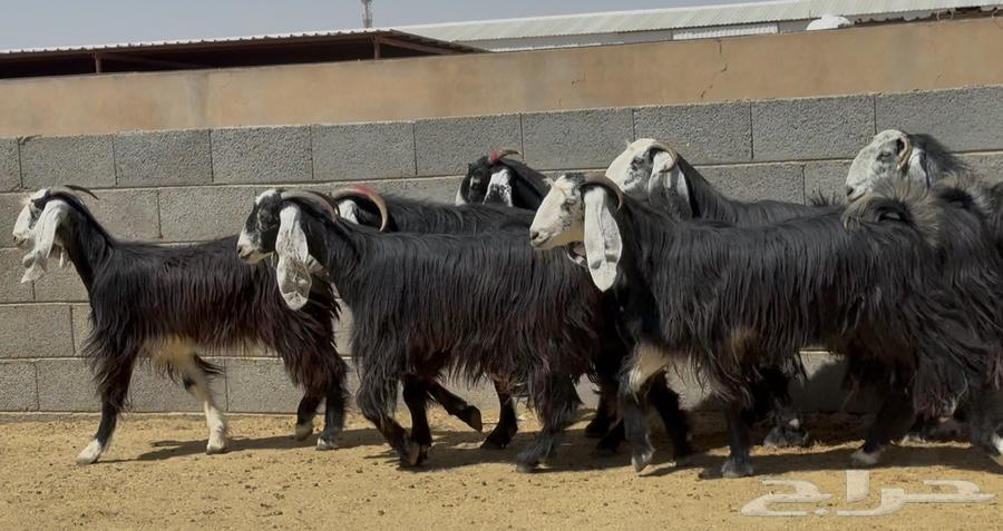 معزا ربد طيبه واشباب العدد 764506563128323110