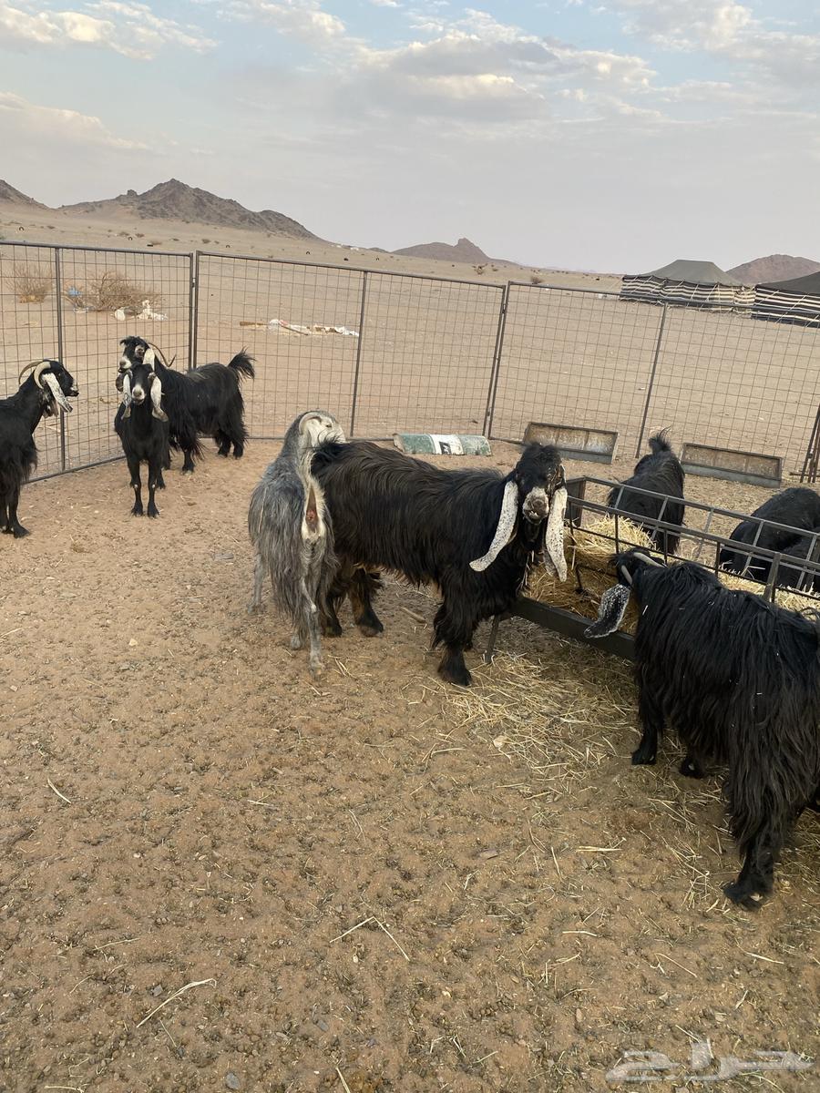 Goats with 3-month-old kids, along with two male goats, some are defective and some are healthy64504434424449113