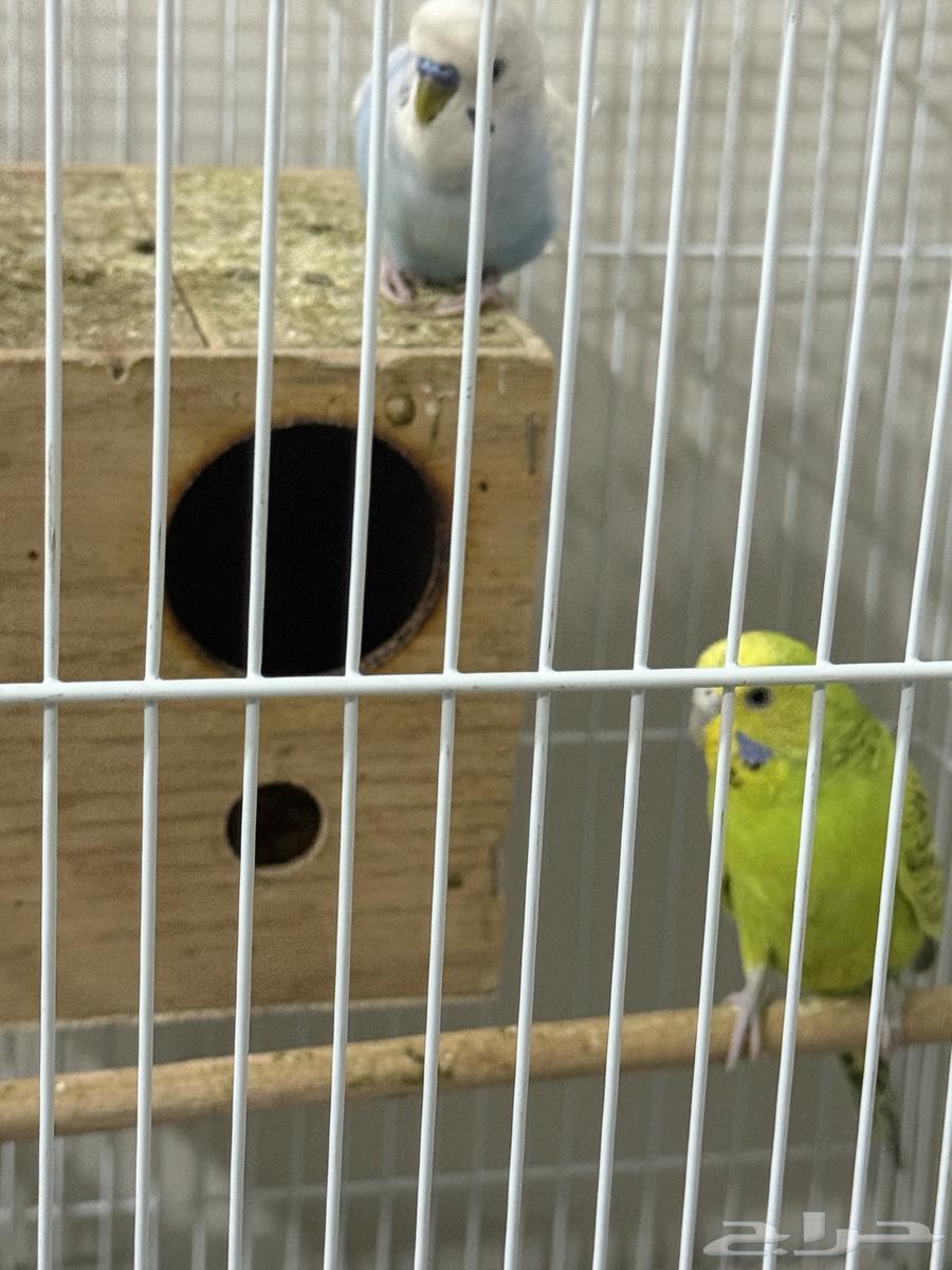 طيور حب زوج على السوم باضو اربع مرات العمر سنتين64509799586689113