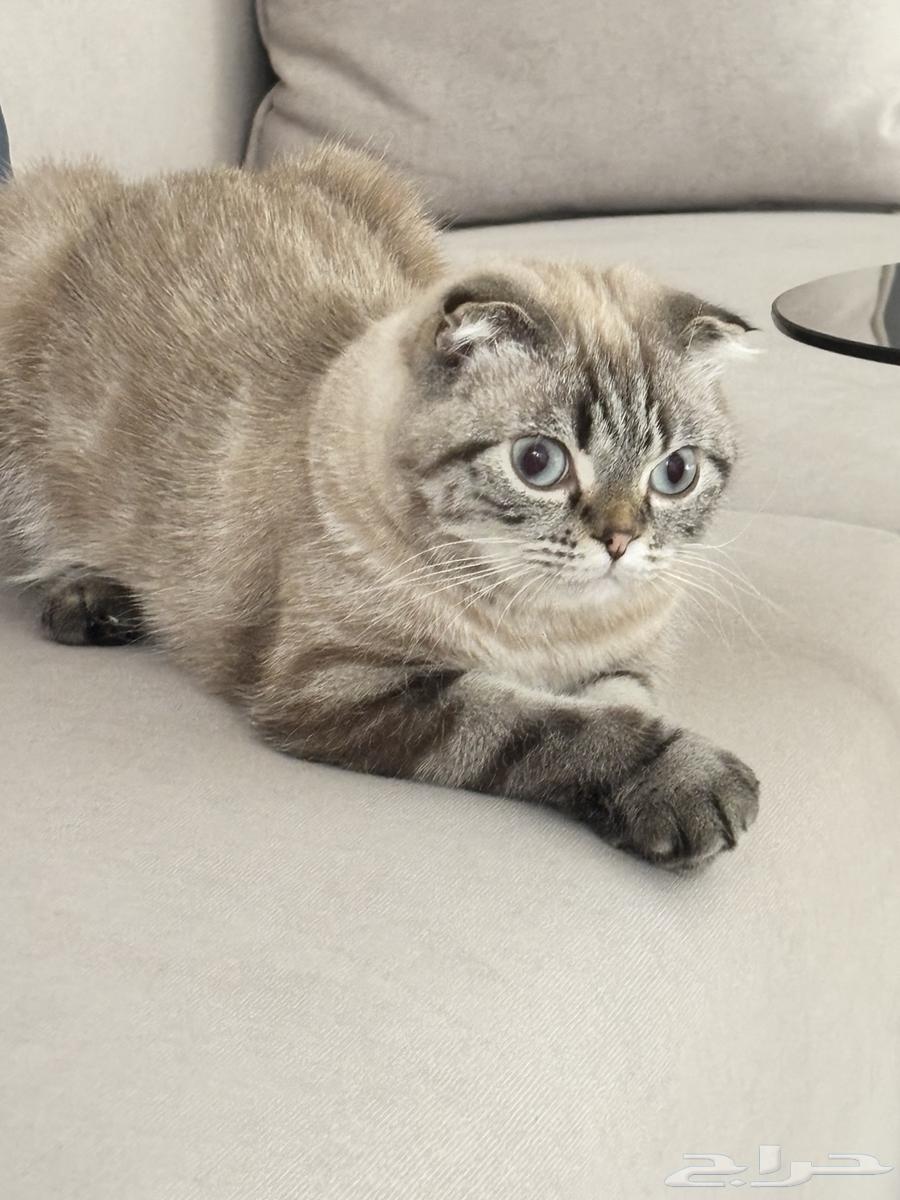 قطط للبيع64504037224705114