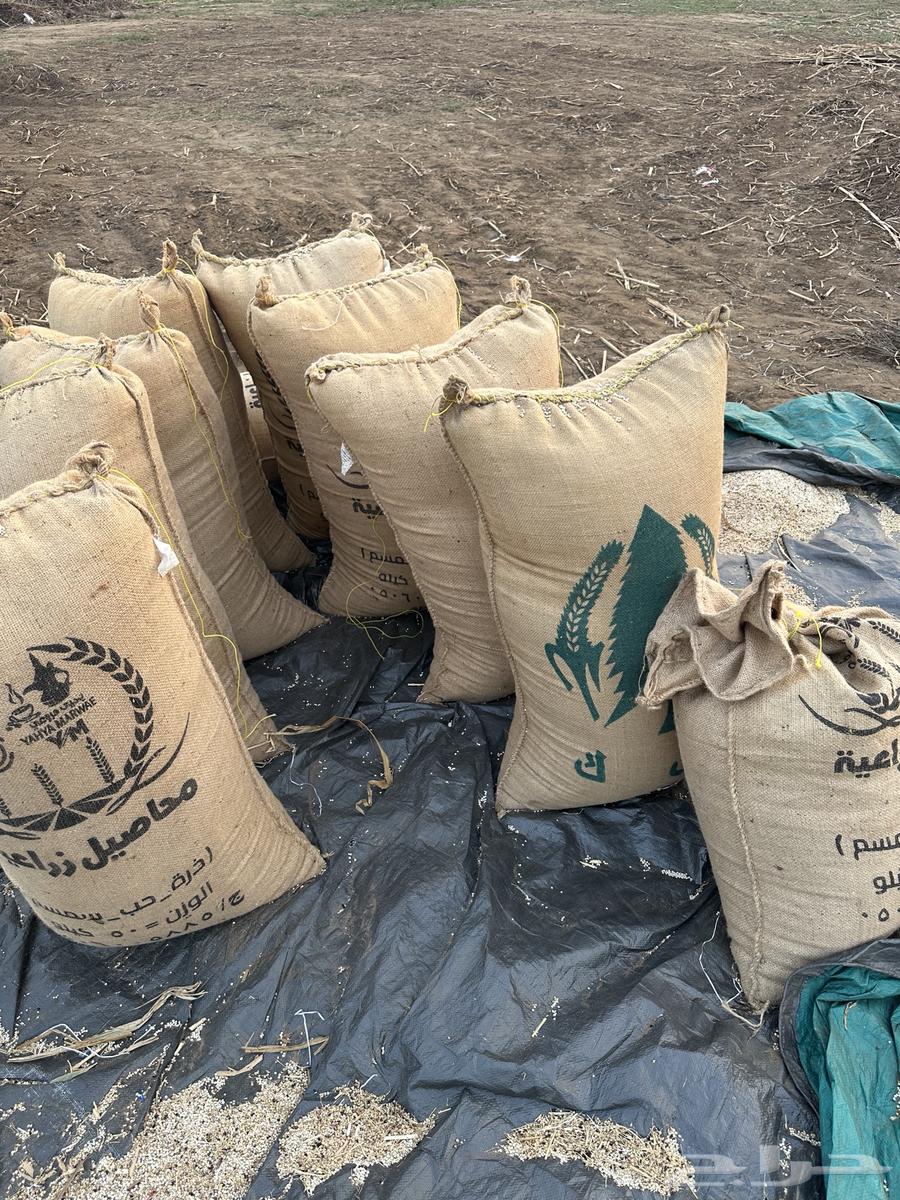 حب ابيض64508915611395111