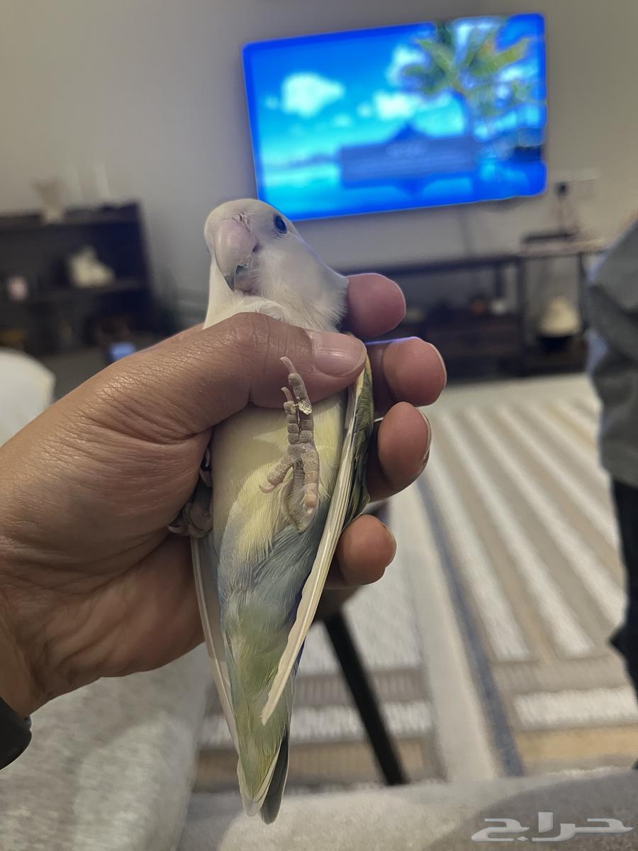 عصفورين روز جميلة للبيع السمح64509363768963113