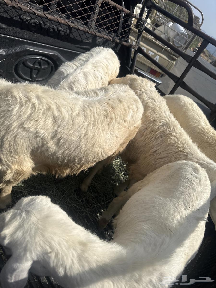 Sheep64506364489602111