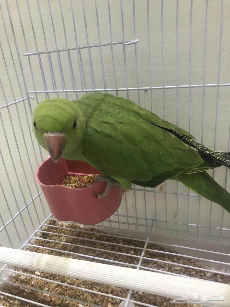 Pearl bird64505384401153110