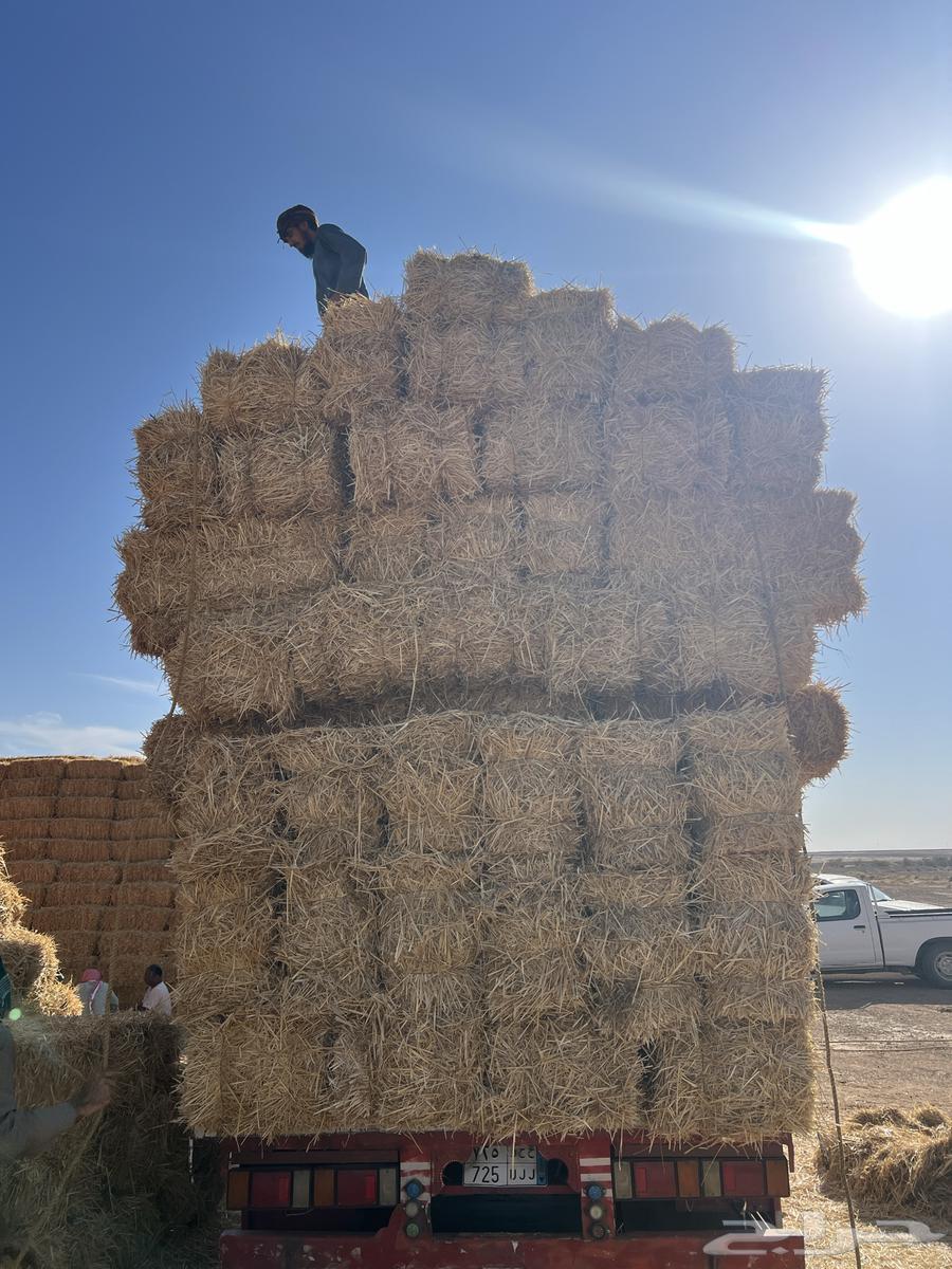 تبن بر جديد64504379295619113