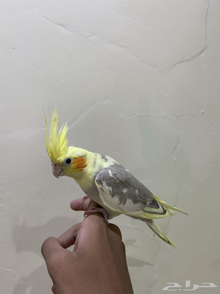 كروان كوكتيل64505724355074112