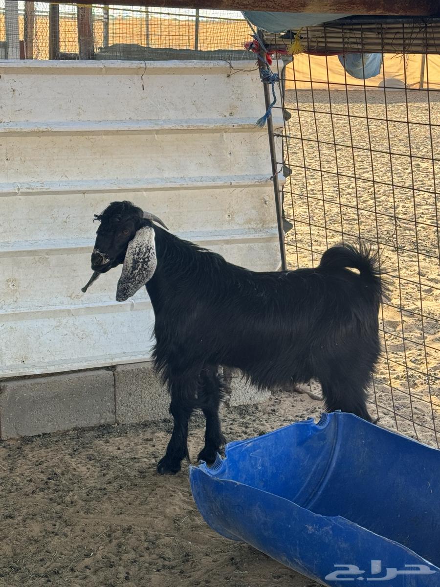 بهم تيس وجفره للبيع64503322365698113