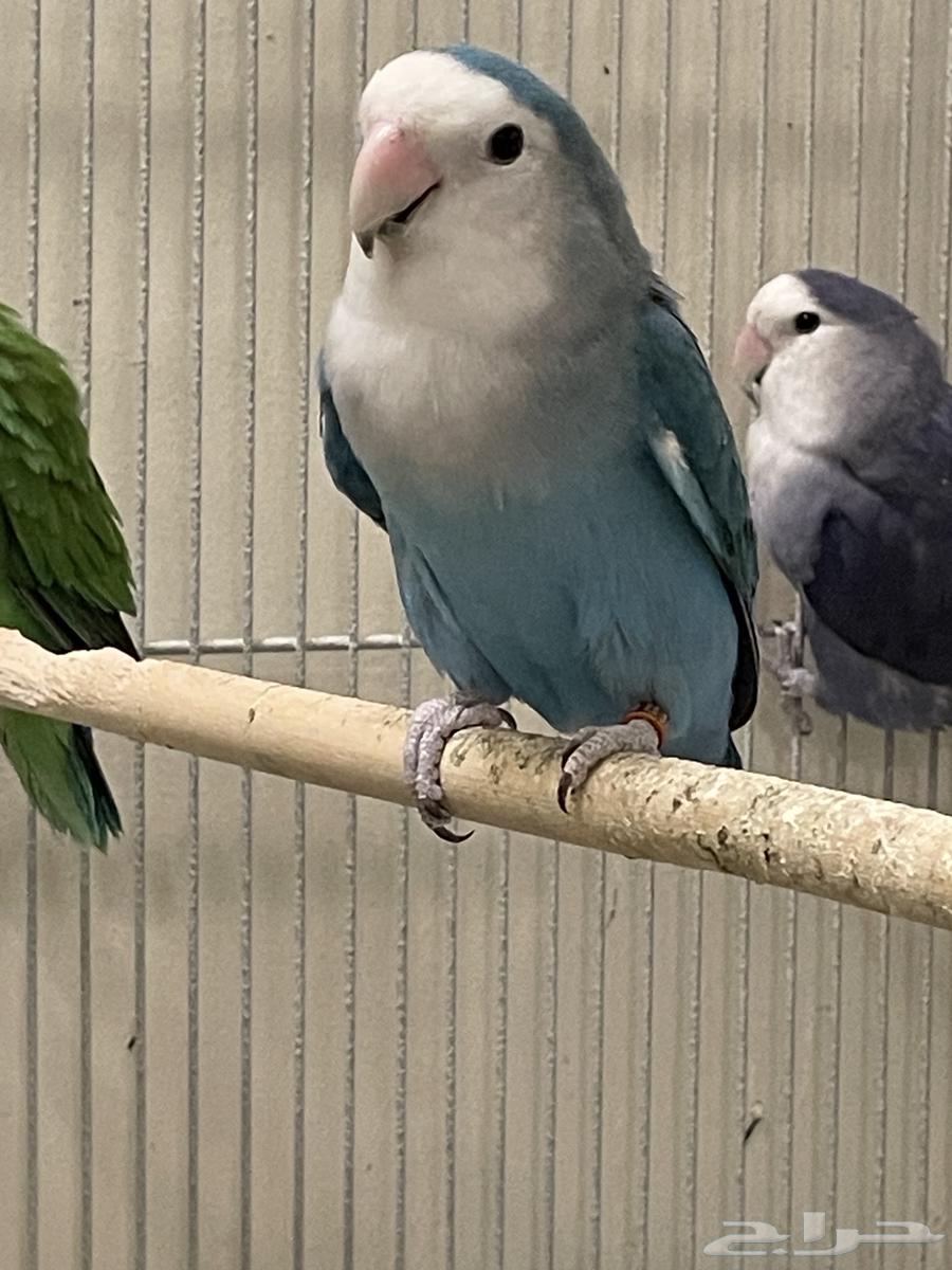 أنثى روز بلو منتجه - تم البيع64505080231938110