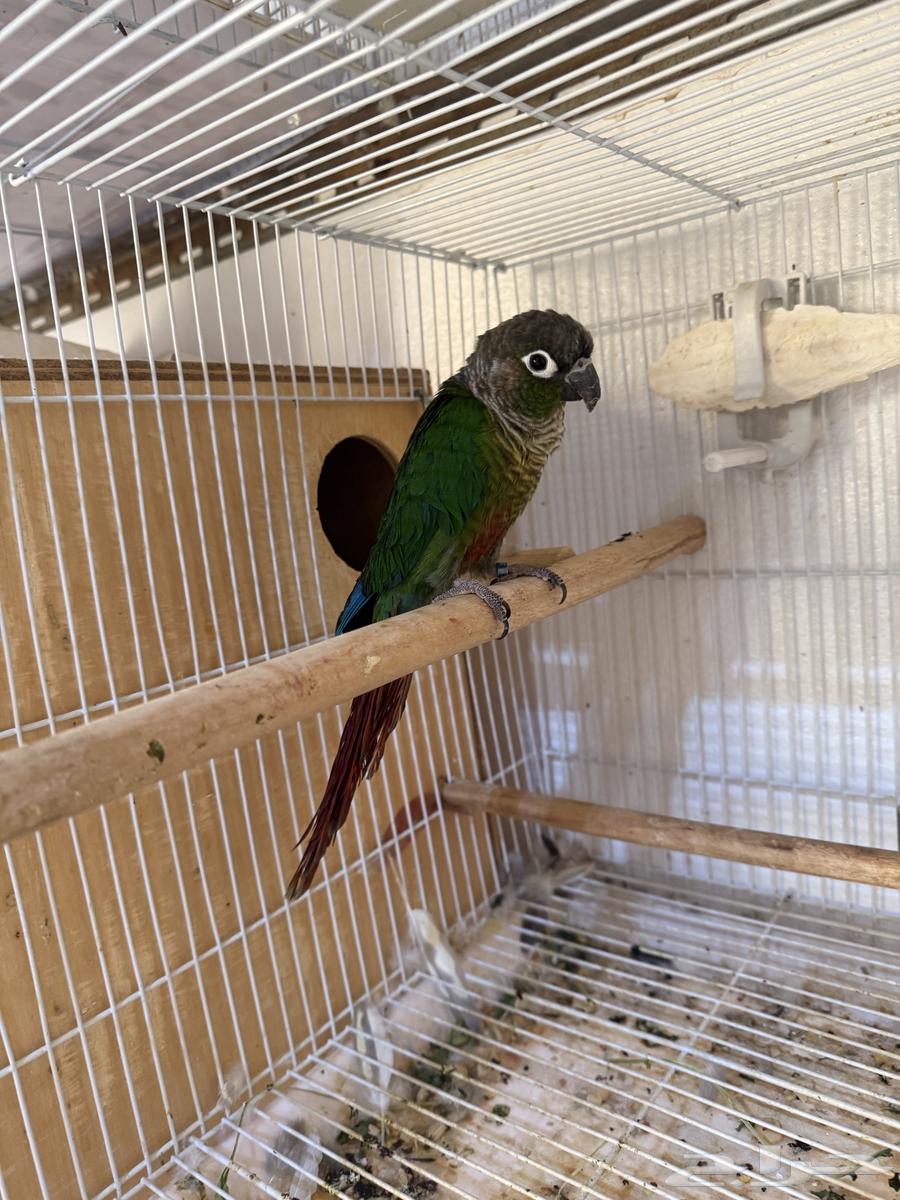 للبيع ذكر كنيور منتج64505564261123114