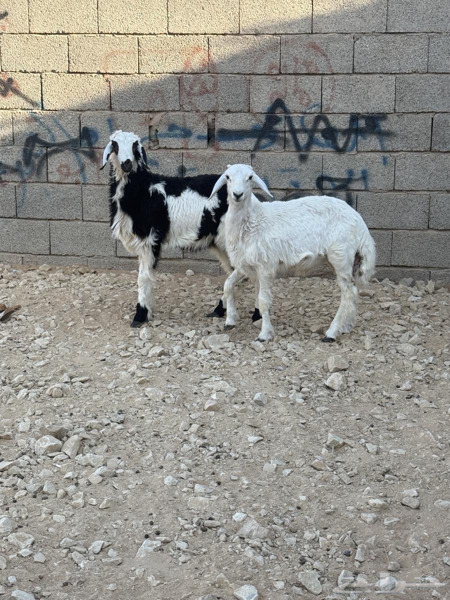 خرووف حرري ورخل هجين64504214703491111