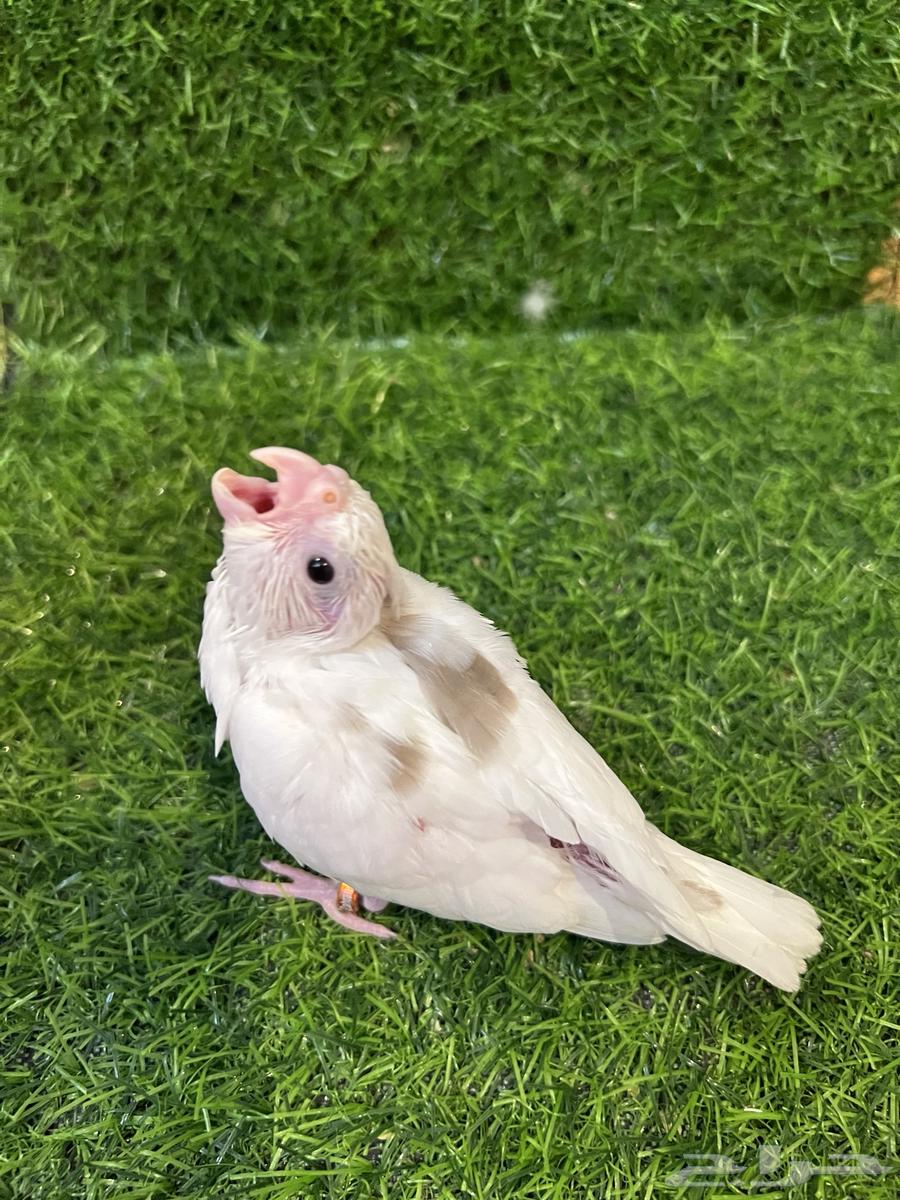 Farkh Crowan Basma Nawader (Sold)64503104463490111