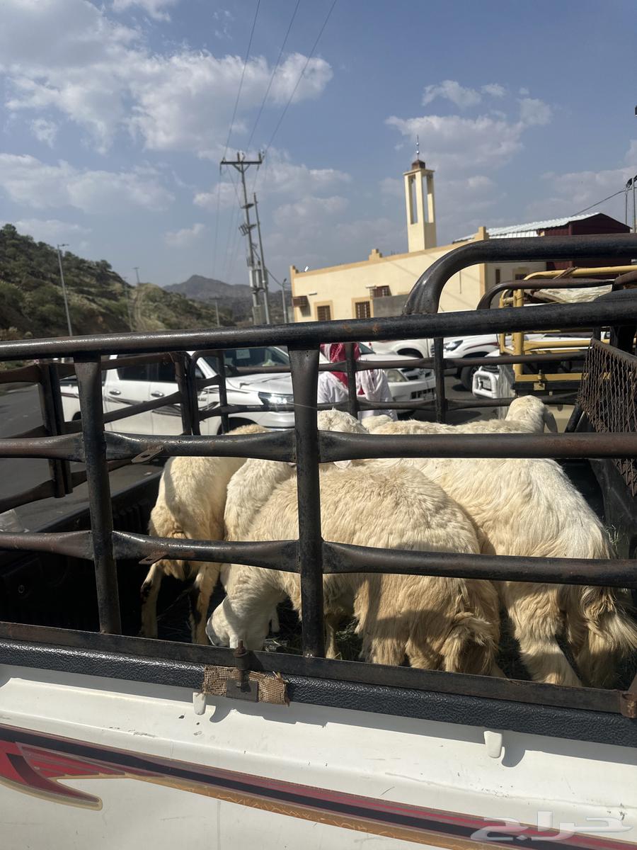 Sheep64506364489602113