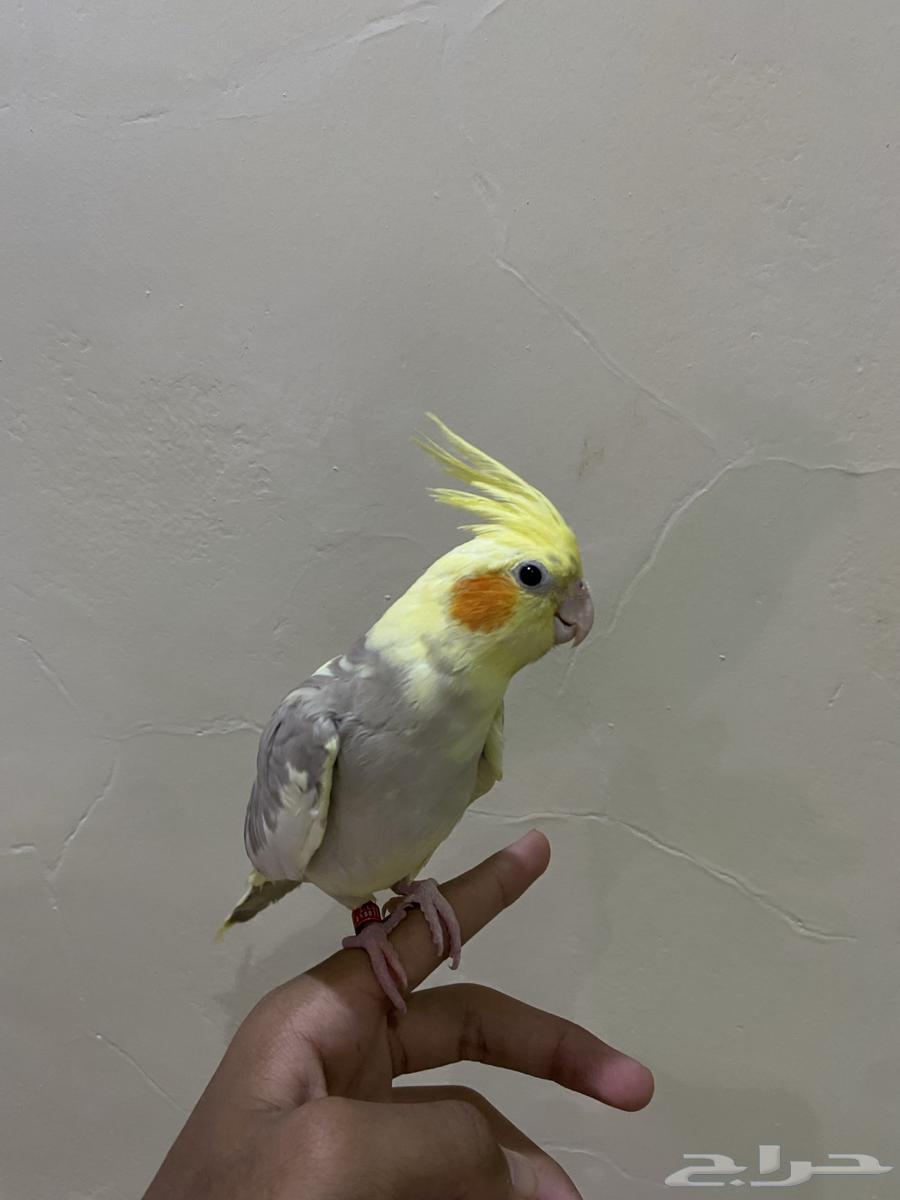 كروان كوكتيل64505724355074110