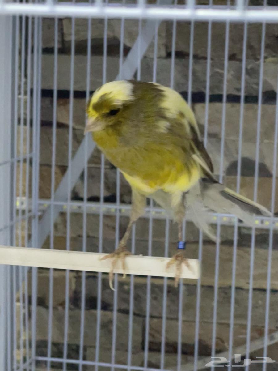 زوج كناري يورك شاير تم البيع64510012884993113