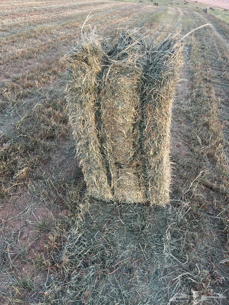 Al-Ahmadiya64509321509505111