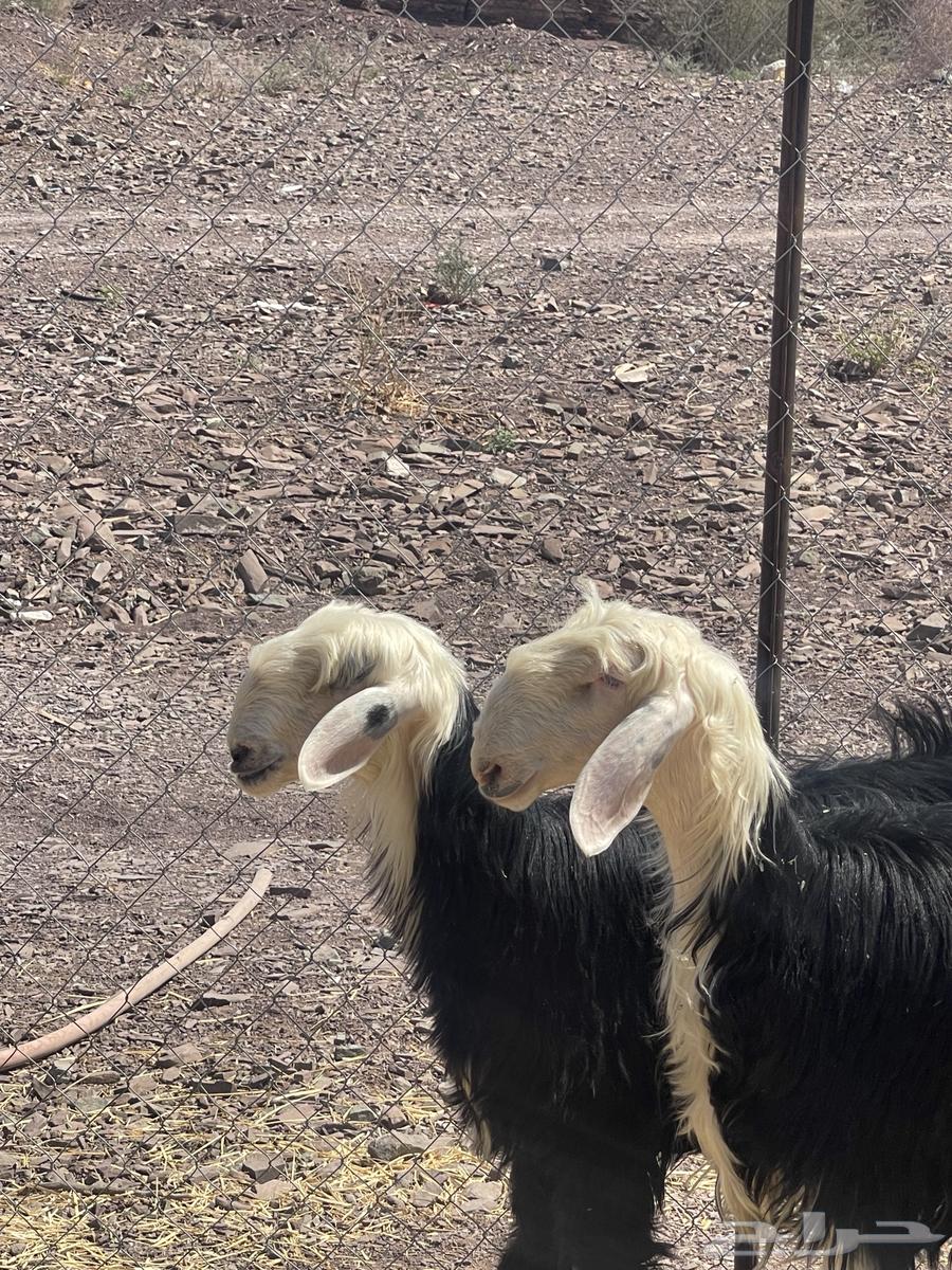 رخال نجد نوادر صنف تمم البيع64504983937921113