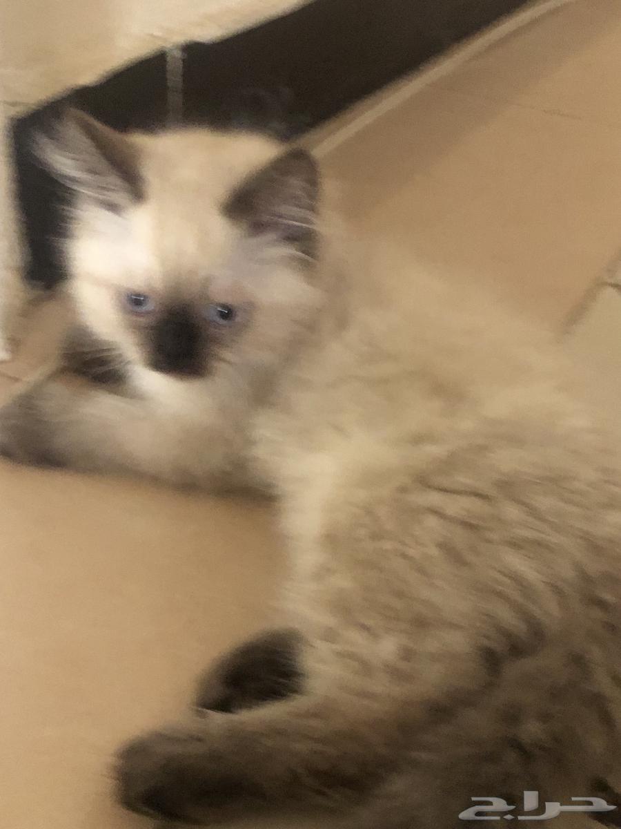 قطط هملايا للبيع64505564236546114
