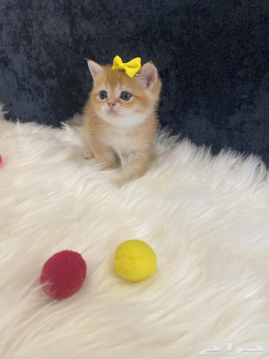 Scotch Gold64509998486019114