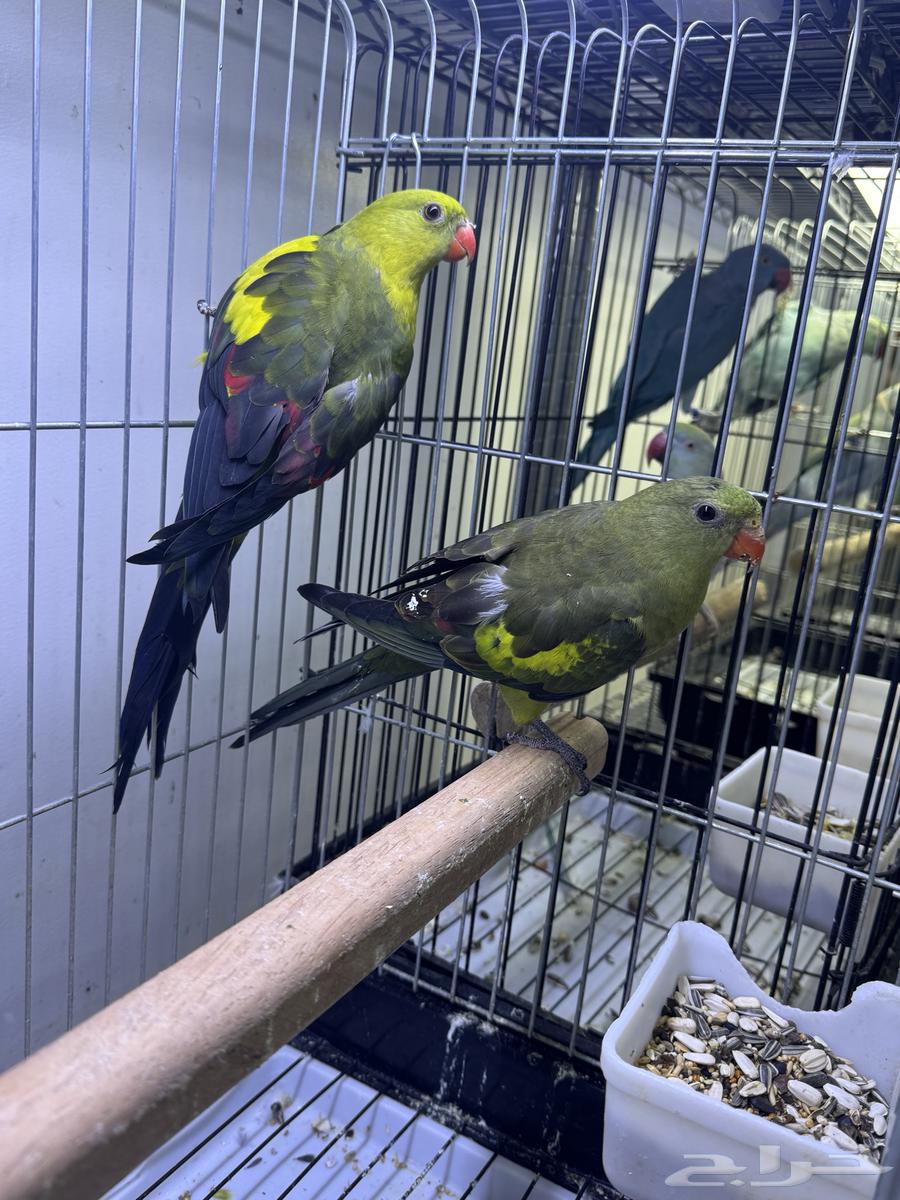 للبيع زوج ريجنت محلل ومشروط جاهزين للانتاج64507192929667113