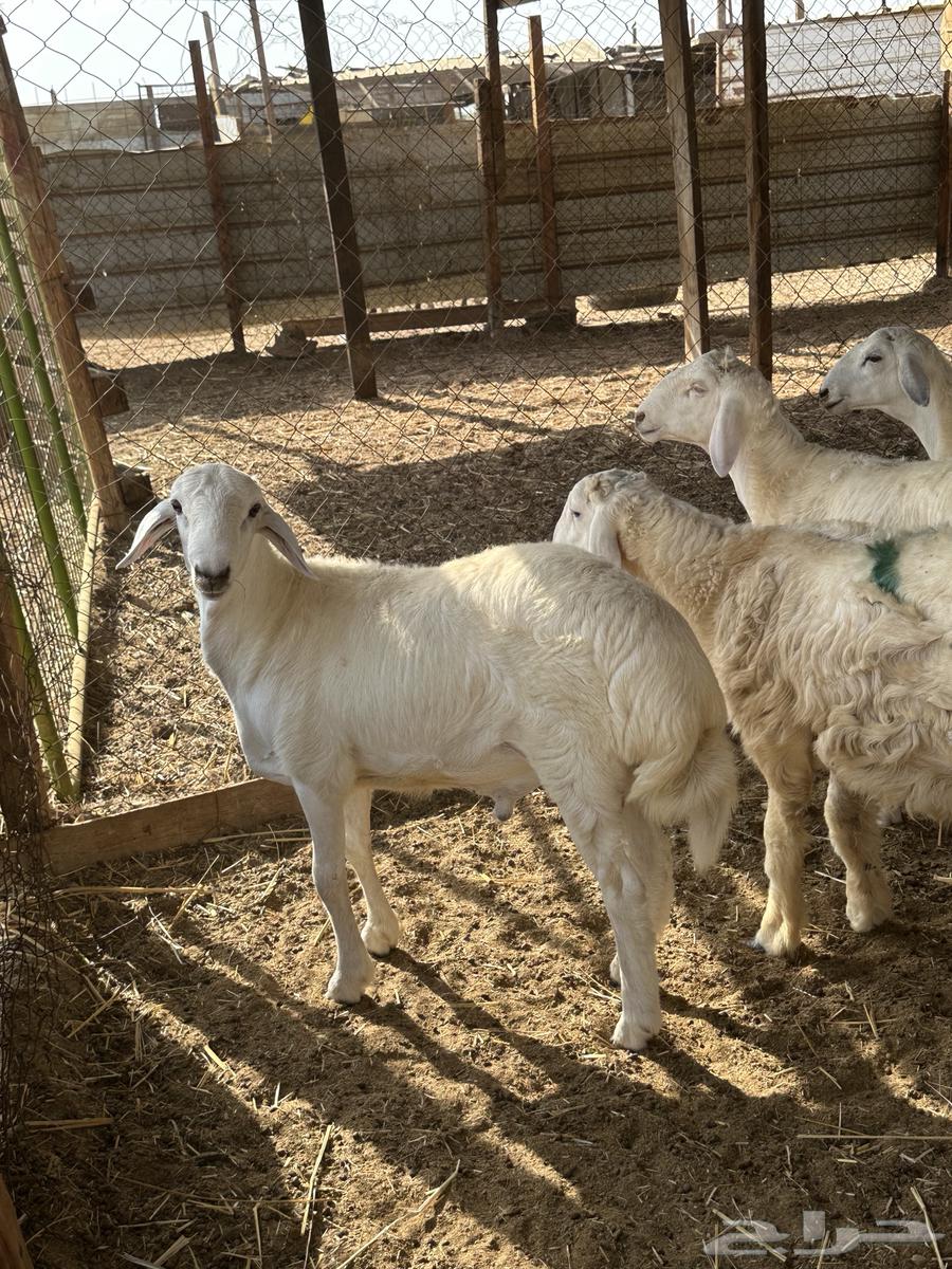 High-Quality Halal Meat for Occasions, Harri and Sawakin, Refrigerated64504709144834110