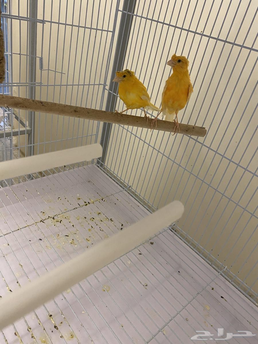 طيور كناري وجوز دره وذكر دره64508943691265112