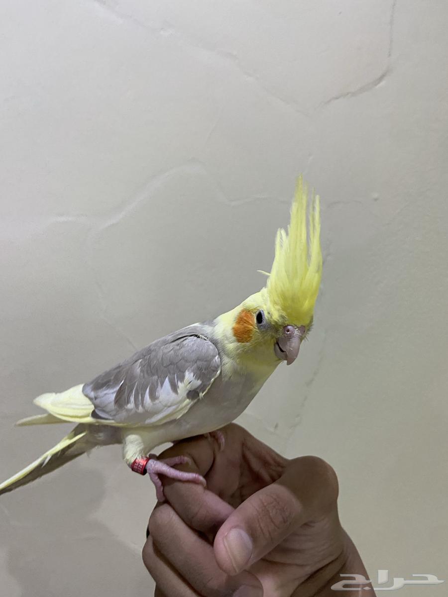 كروان كوكتيل64505724355074111