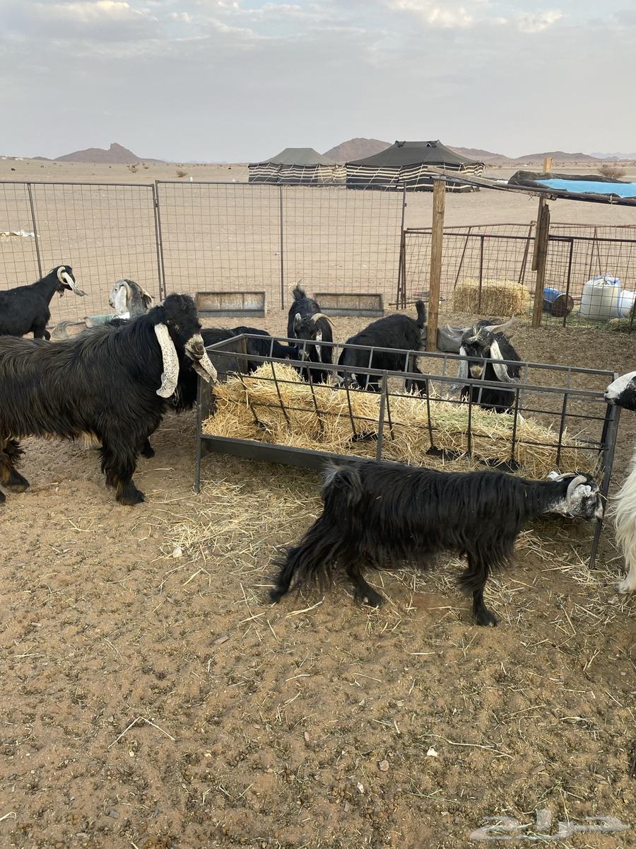 Goats with 3-month-old kids, along with two male goats, some are defective and some are healthy64504434424449111