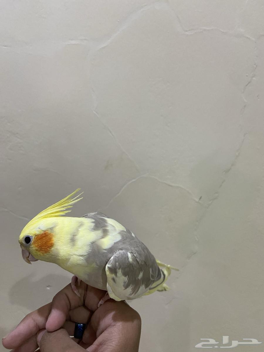 كروان كوكتيل64505724355074113