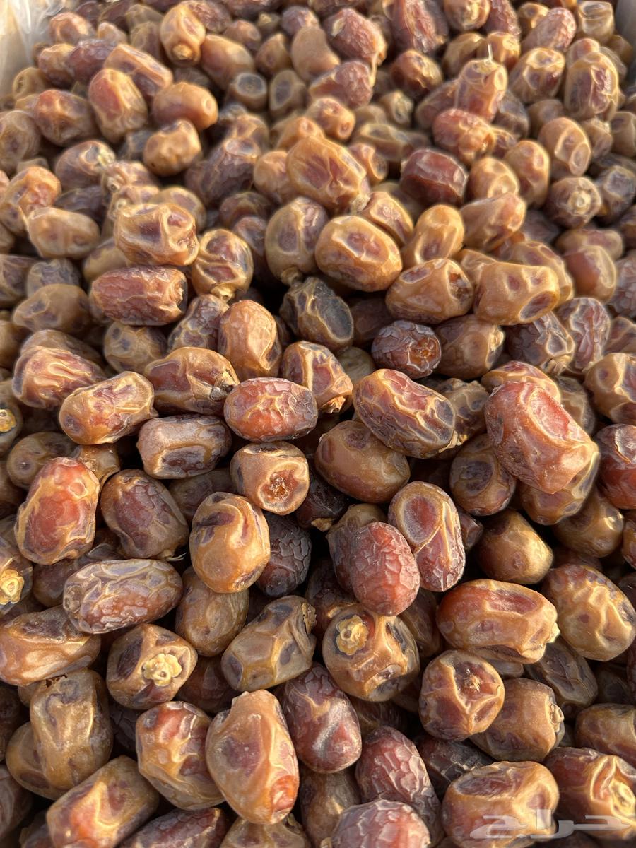 خلاص وادي الدواسر64507543229954110