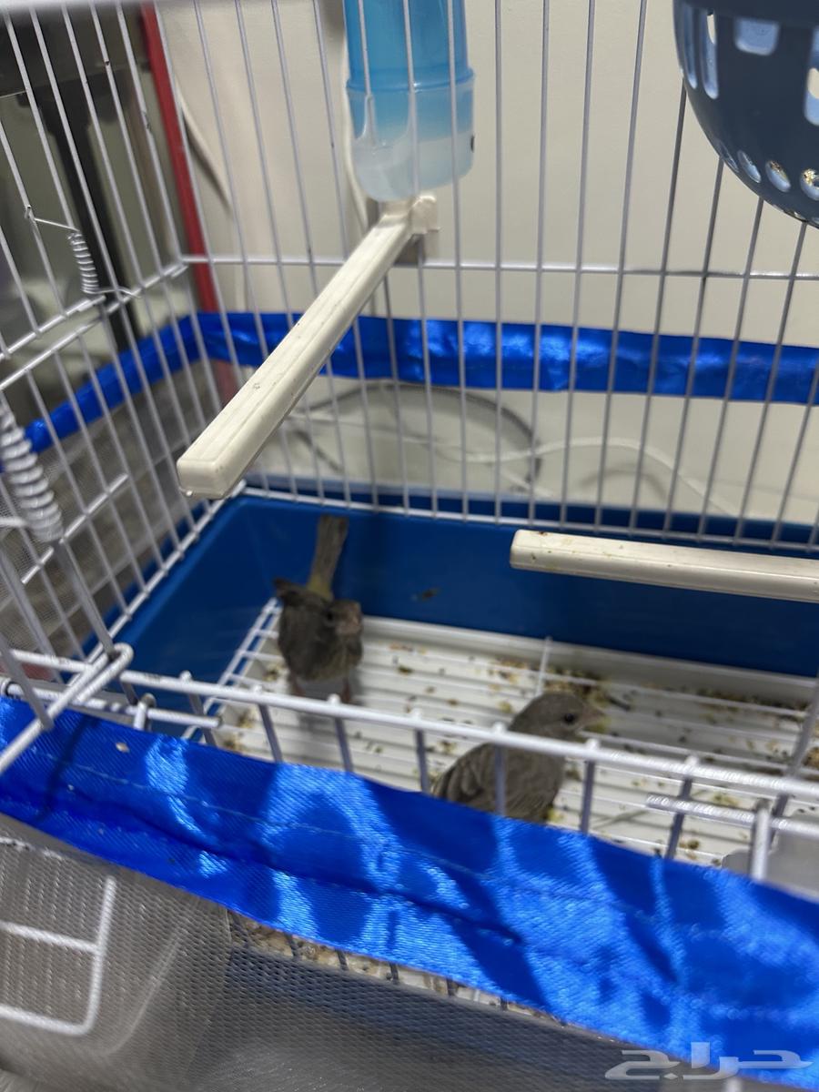 للبيع جوز ياسمين طائفي64507123758082110