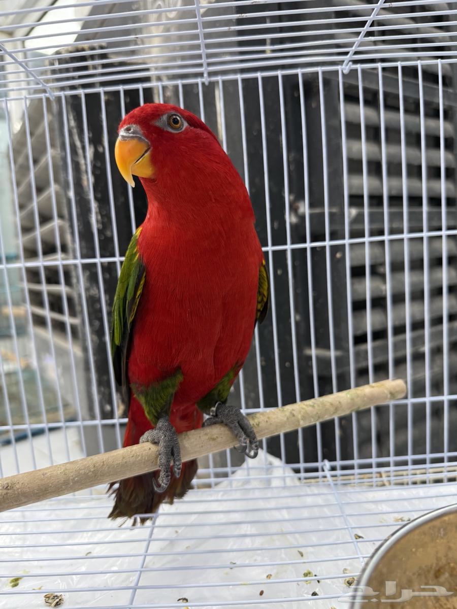 لوري شاترينق تم البيع64507810046209112