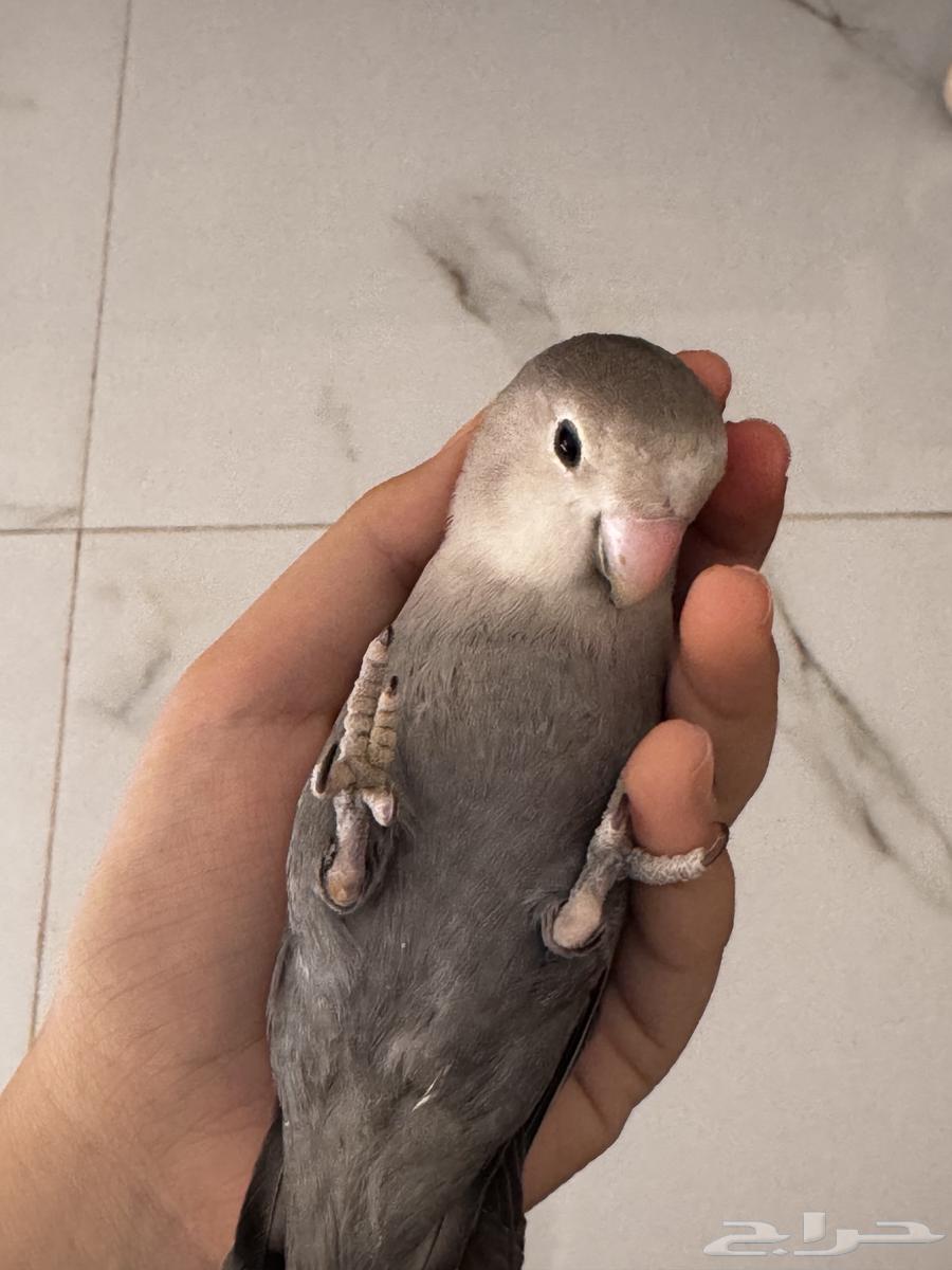 فروخ للبيع64503199831553110